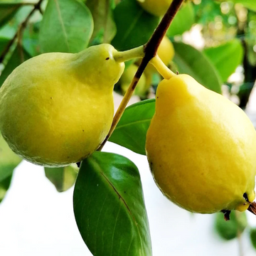 Larkana Guava- amrood