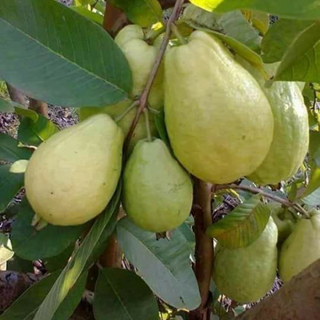 Larkana Guava(لاڑکانہ کے امرود) 1kg