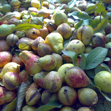 Larkana Guava 1kg
