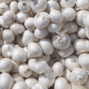 White Onions(سفید پیاز) 1kg
