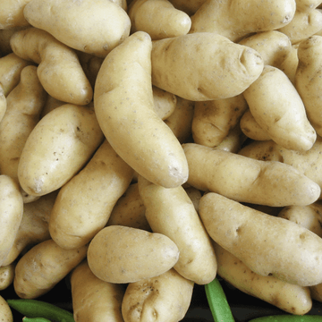 (فنگرنگ آلو)