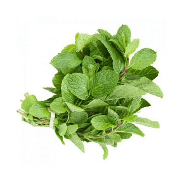 Pudina-Mint - (پودینہ)