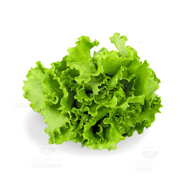 (سلاد پتہ)Salad Patta - 1kg