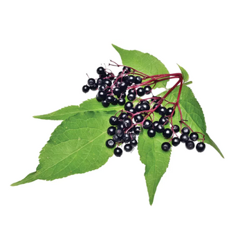 Elderberries(الڈر بیریز) - 1kg