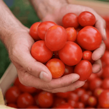Tomato-Timater (ٹماٹر)