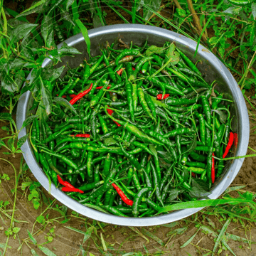 Green Chili Medium-Hari mirch(ہری مرچ) 1kg