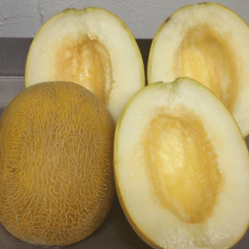 Cantaloupe (Garma / گرما) – 1 pc ± 150g -