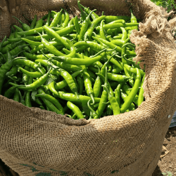 Green Chili (Hari Mirch / ہری مرچ) – 250g ± 20g -