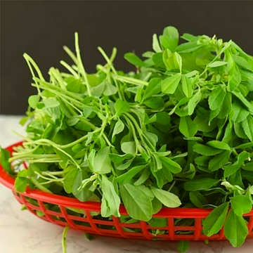 Fenugreek - Maithi