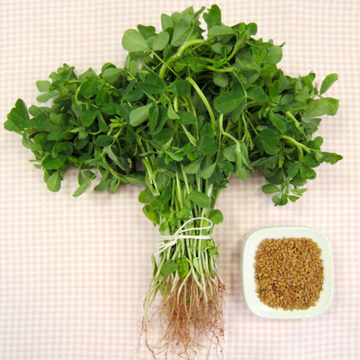 Fenugreek - (میتھی) Maithi