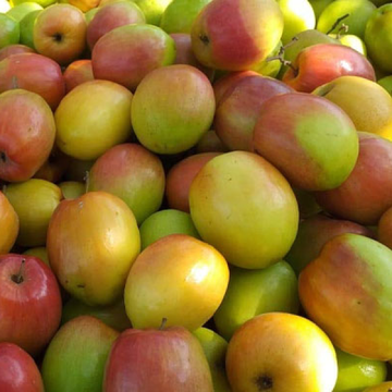 Jujube (Ber / بیر) – 250g ± 25g -