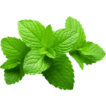 Pudina-Mint - (پودینہ) Bunch