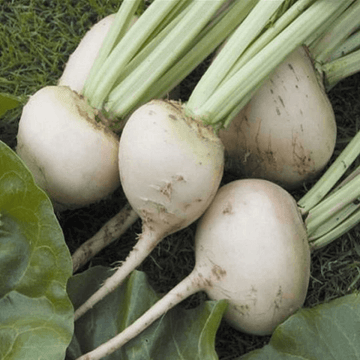 White Beetroot (Safed Chuqandar / سفید چقندر) – 500g ± 25g -