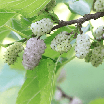 White Mulberry (Safed Shehtoot / سفید شہتوت) – 250g ± 25g -