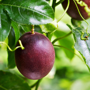 Buy Passion Fruit(پیشن فروٹ) - 1kg