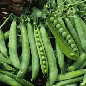 Peas (Matar / مٹر) 1kg