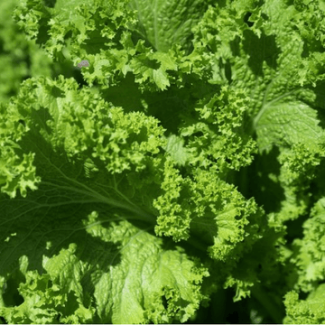 (سلاد پتہ)Salad Patta