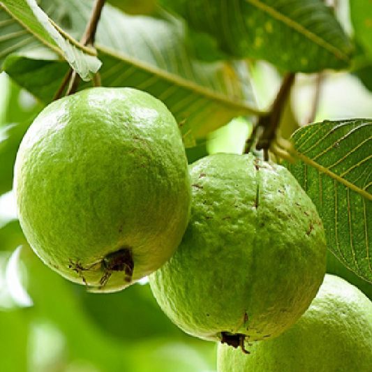 سفید امرود / Sufed Guava ± 0.5kg