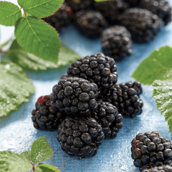 Blackberry (بلیک بیری) – 250g ± 25g - 