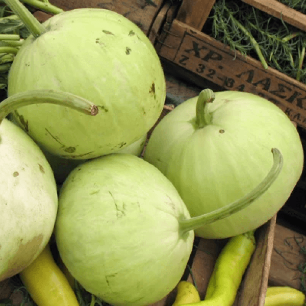 Bottle Gourd (Ghia Kaddu / گھیا کدو) – 500g ± 25g - 
