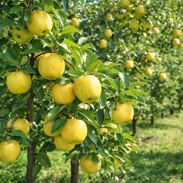 Yellow apples on a tree with a background of more trees and greenery