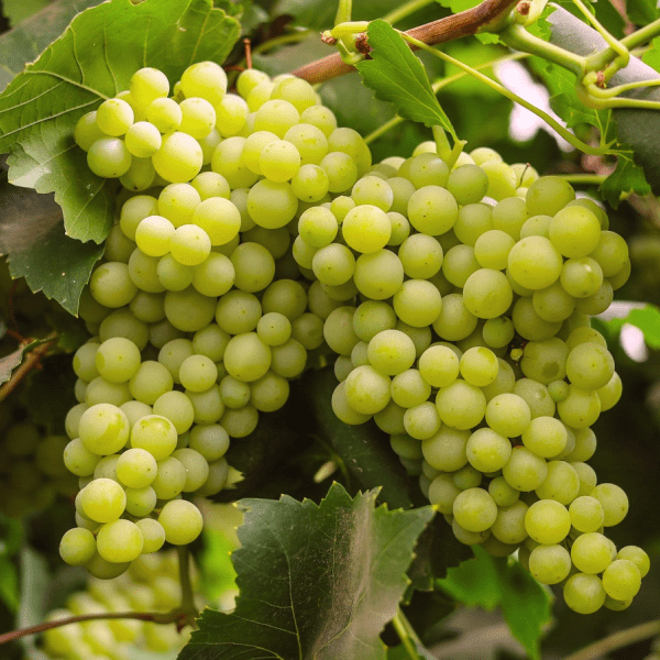 Grapes (Angoor / انگور) – 500g ± 25g - 