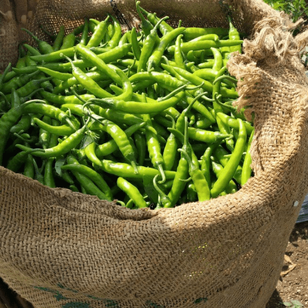 Green Chili (Hari Mirch / ہری مرچ) – 250g ± 20g - 