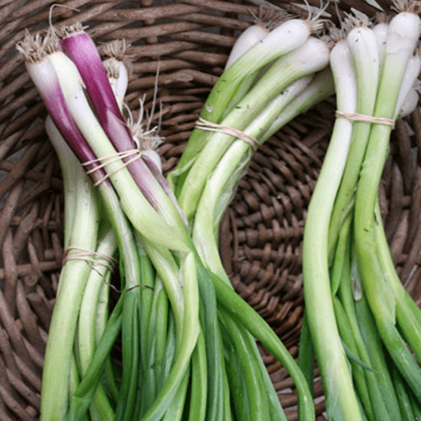 Green Garlic (Hara Lehsan / ہرا لہسن) – 1 guti - 