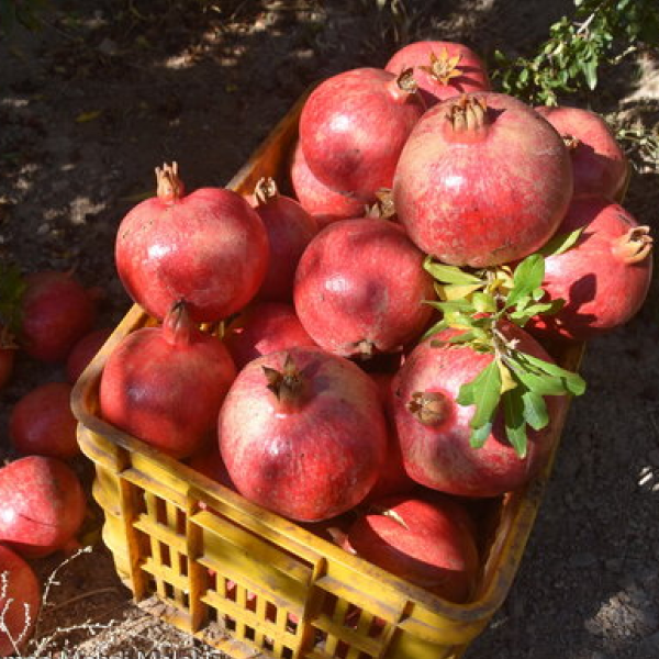 Kandhari Pomegranate (Anar Kandhari / انار قندھاری) – 500g ±100g - 
