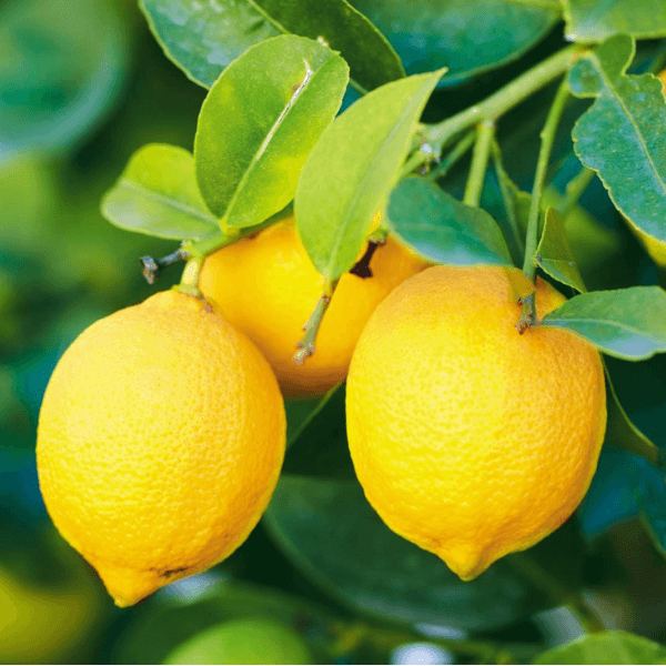 Lemon (Nimbu / لیموں) – 250g ± 20g - 