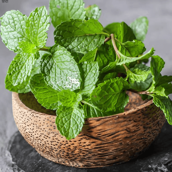 Mint (Pudina / پودینہ) – 1 Guti - 