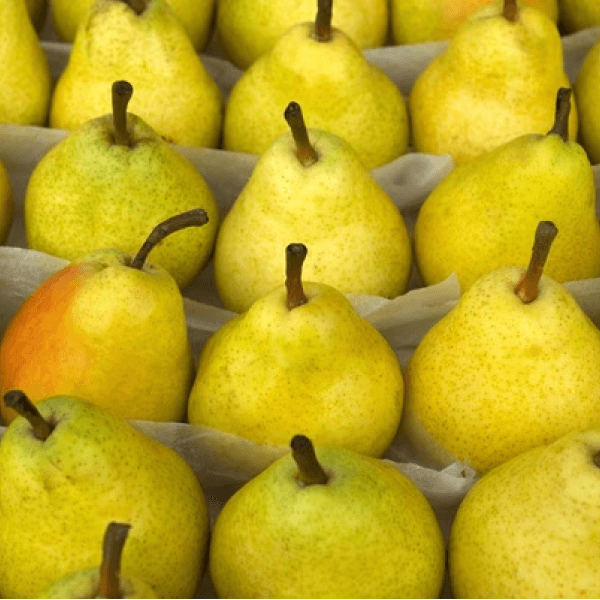Pears (Nashpati / ناشپاتی) – 500g ± 25g - 