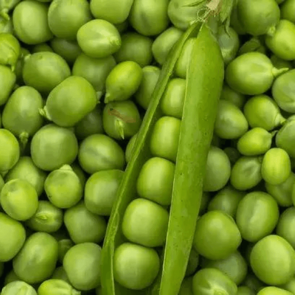 Peas (Matar / مٹر) – 500g ±50g - 