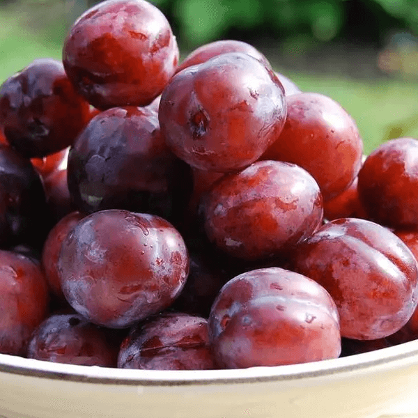 Plum (Aloo Bukhara / آلو بخارا) – 500g ± 25g - 
