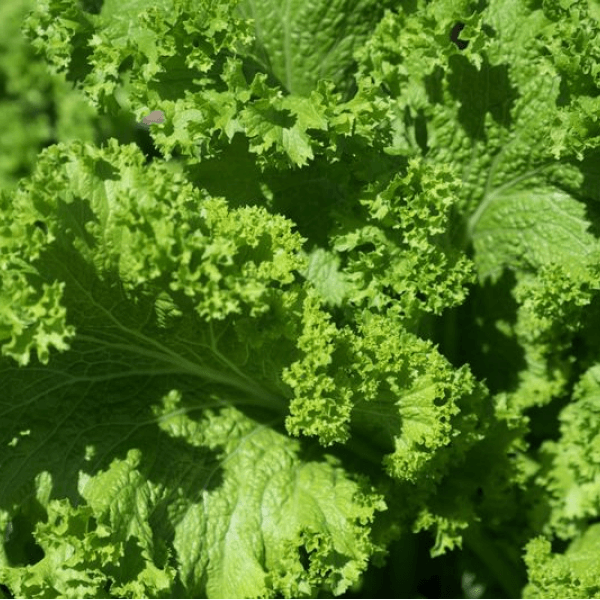 Salad Patta (سلاد پتہ) – 1 guti - 