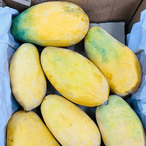 Sindhri Mango (سندھڑی آم) – 1kg ± 50g - 